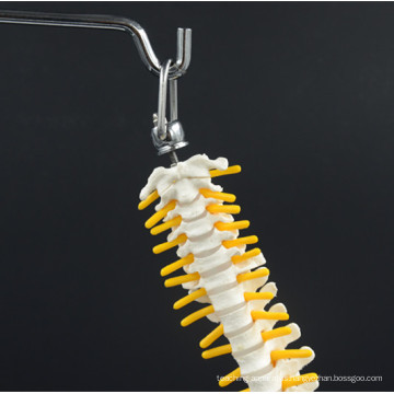 Customize model skeleton spine